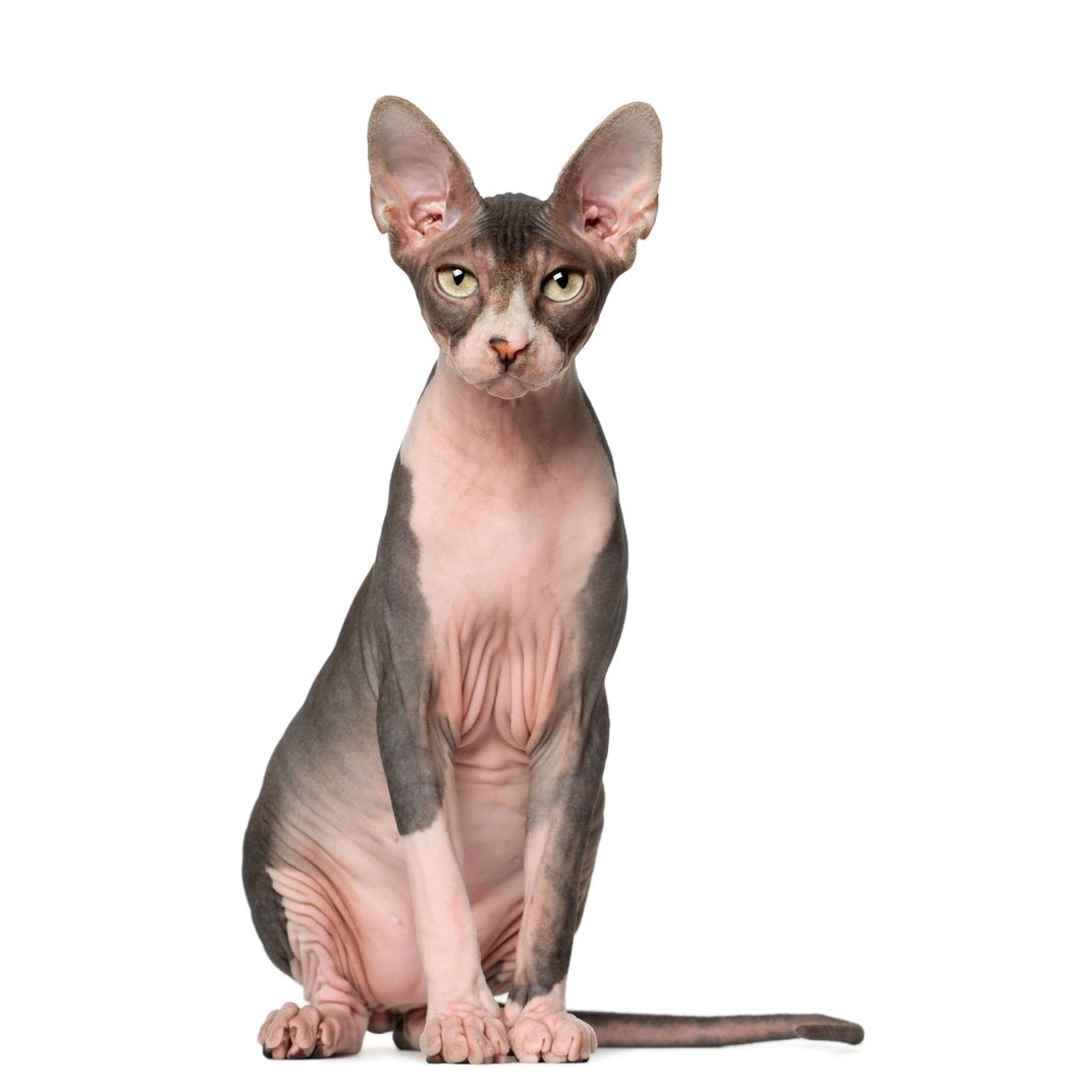 Кот отощал. Худая кошка. Худение кошек. Худые лысые кошки. Донской сфинкс взрослый.