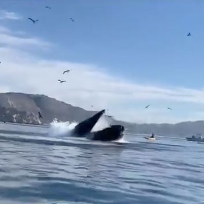 Whale almost swallowing kayakers.