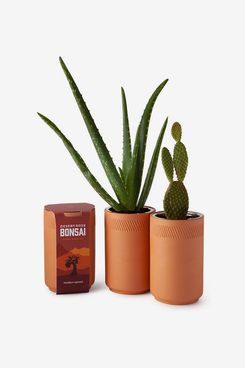 Modern Sprout Terra-cotta Grow Kit — Desert Rose Bonsai