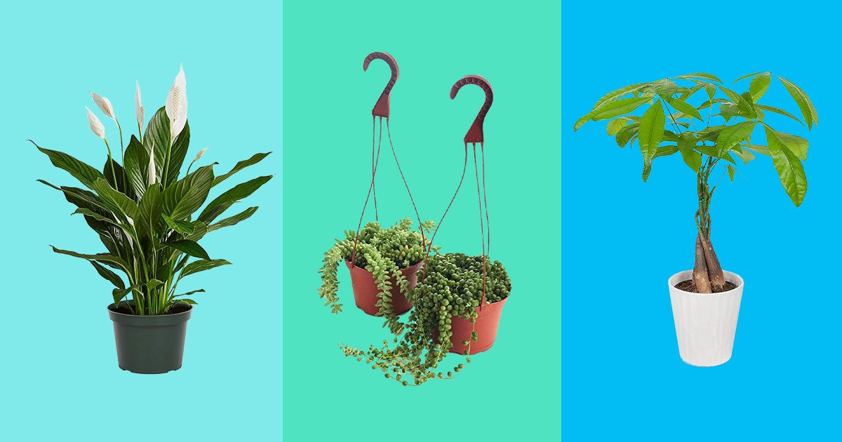 30 Best Indoor Plants on Amazon 2022 Fiddle Leaf and More The Strategist