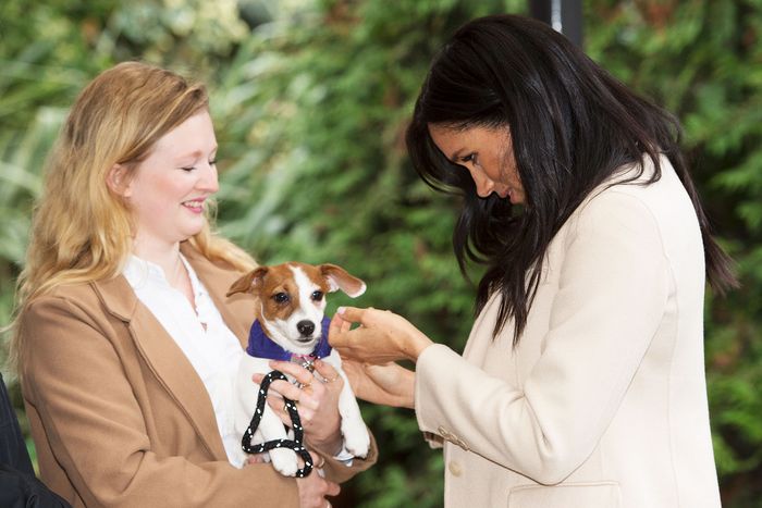 Meghan Markle Pets Dogs at Mayhew Royal Charity Outing