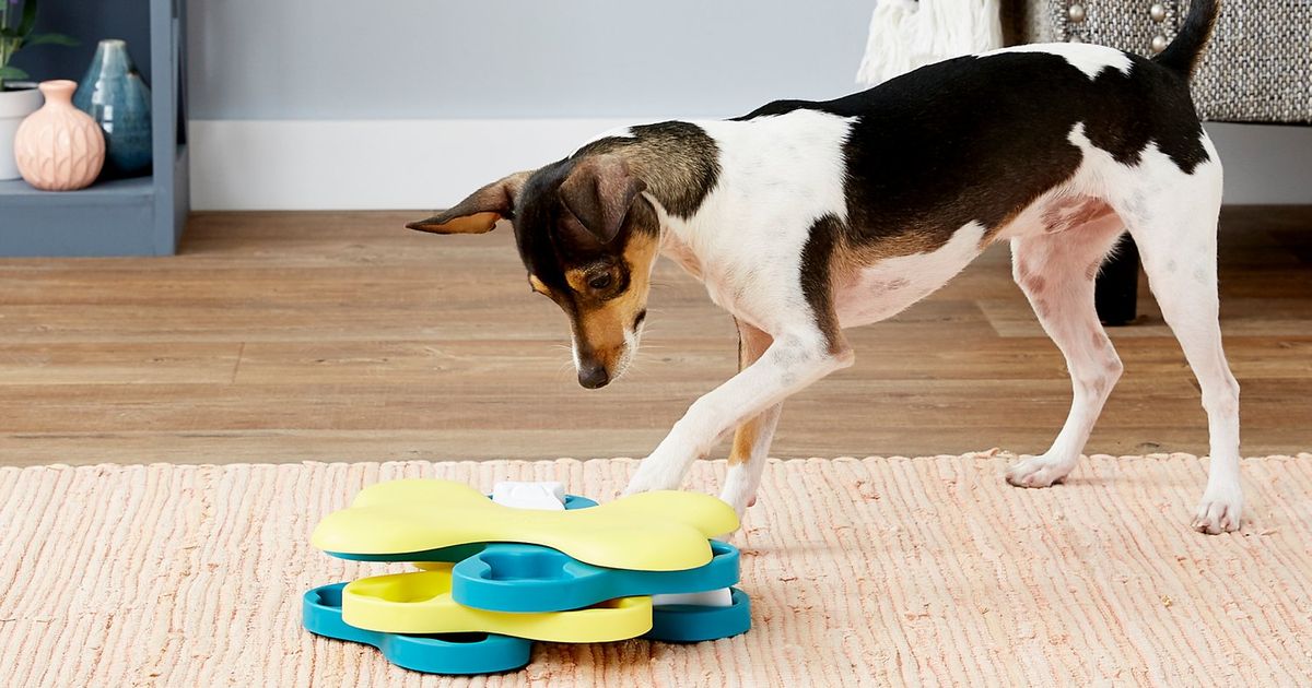 dog toys shaped like food