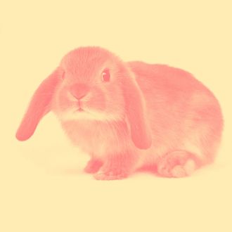 Closed Up Image of a Lop Ear Rabbit Looking at Camera, Front View, Differential Focus