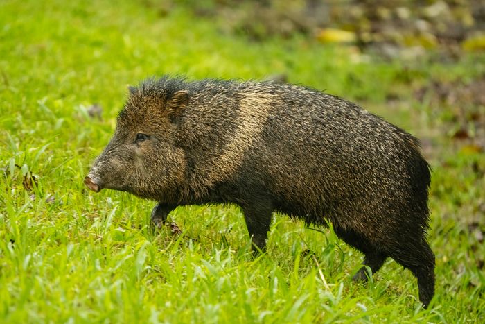 A Squadron of Gorgeous Hogs Is Waging War on Golf
