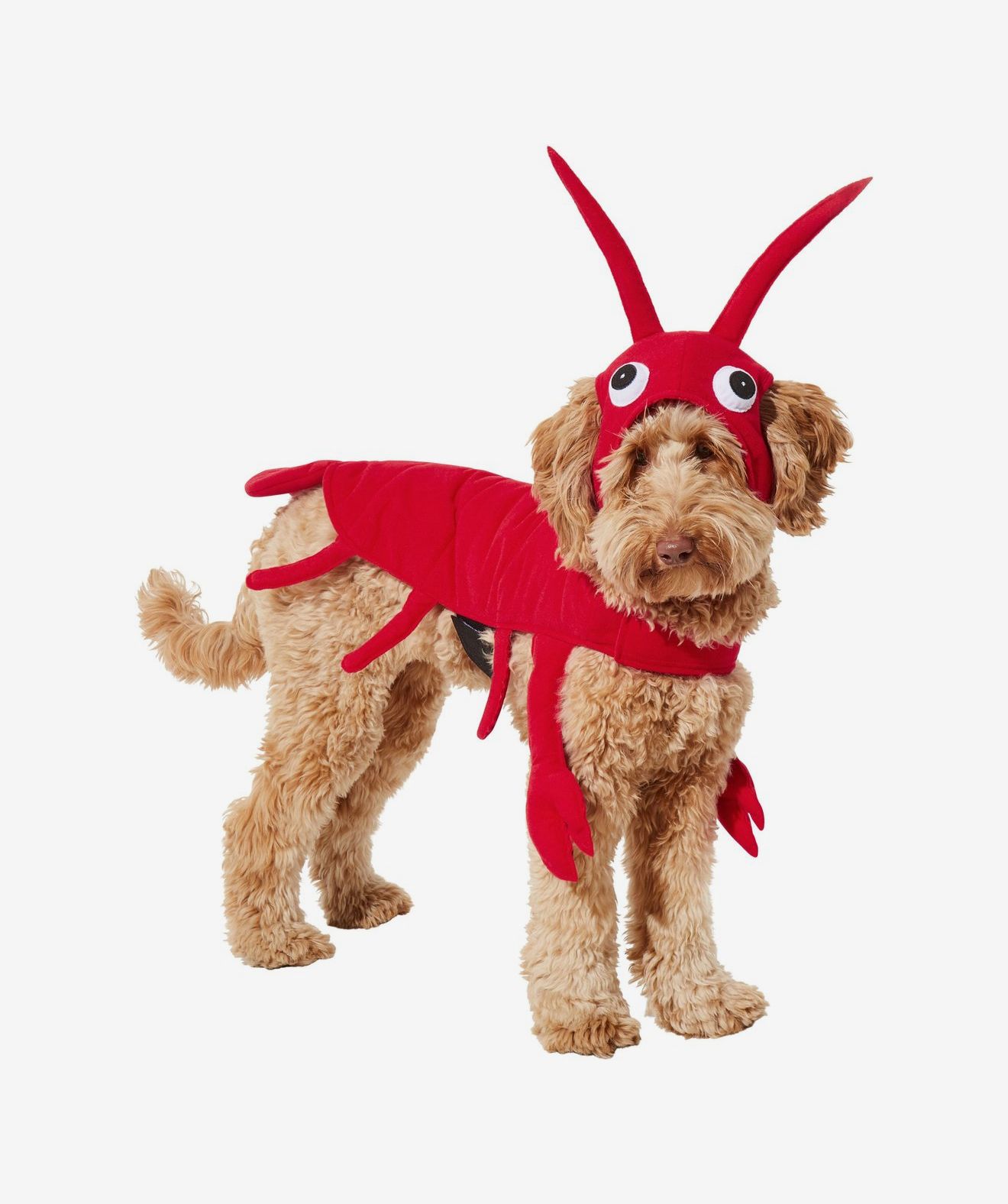 12 Best Dog Halloween Costumes 2022