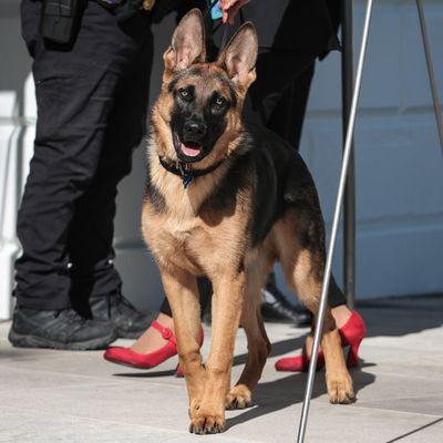 Belgian fashion malinois white house