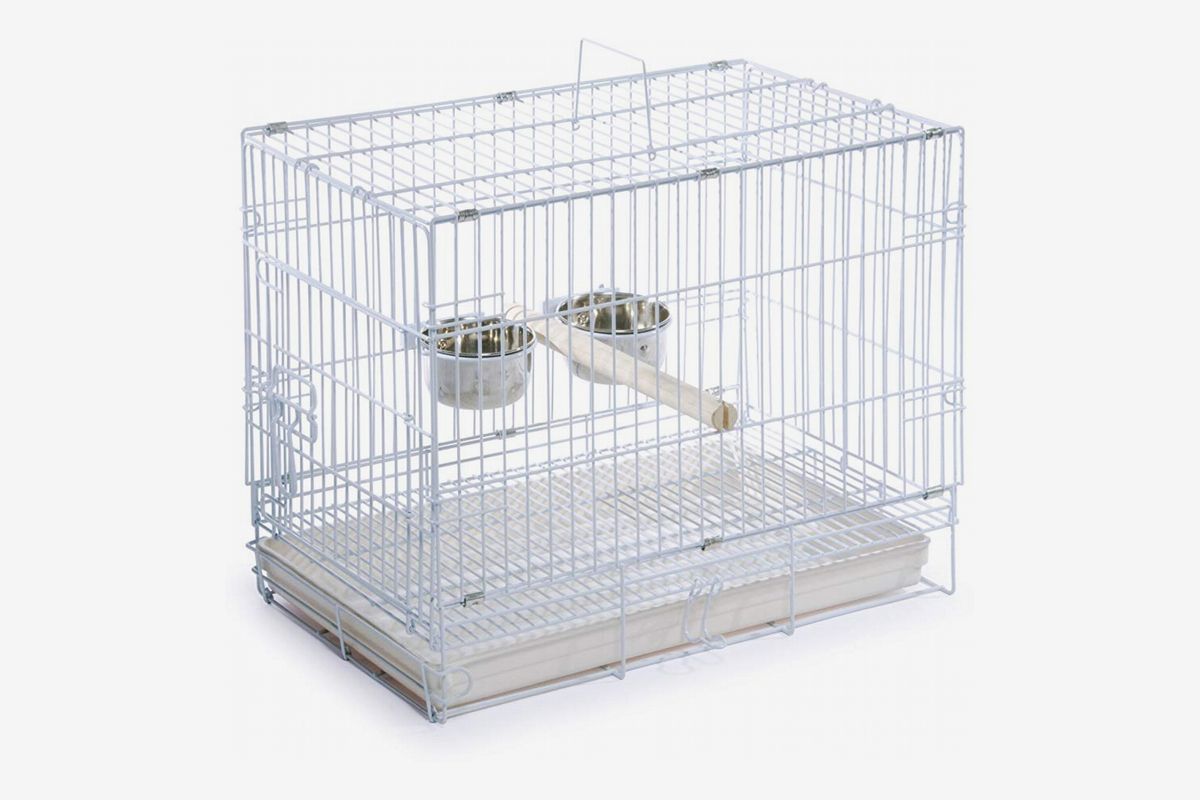 pet bird in cage