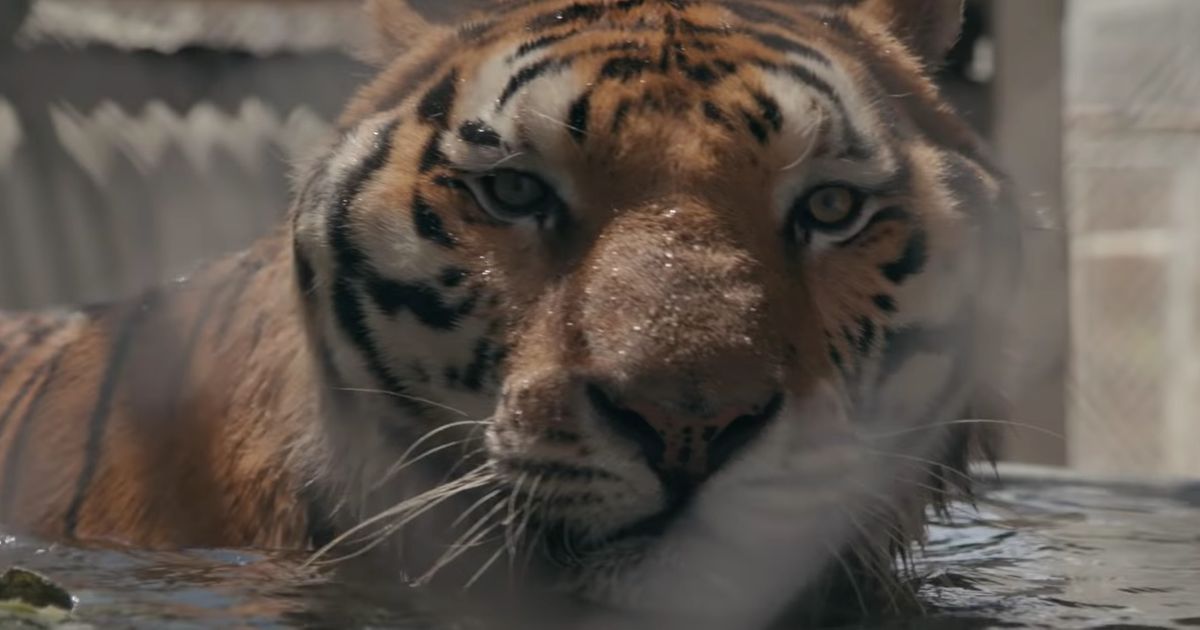 Tiger King Creators Turn Attention To Siegfried Roy Attack
