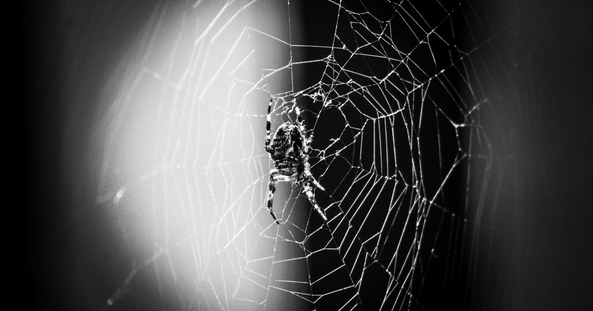 Dreams About Spiders: What Do They Mean? An Expert Reveals
