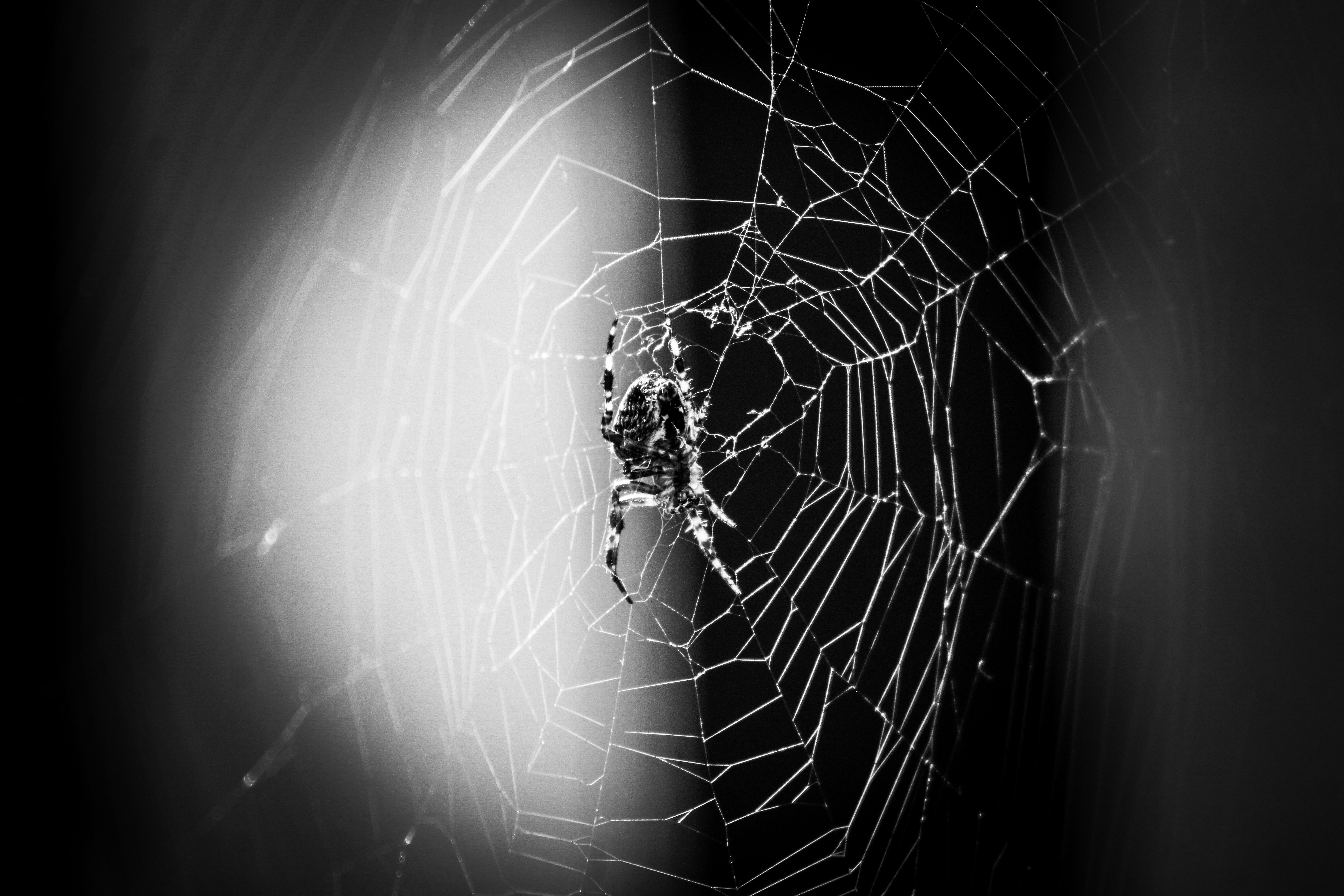 Cobweb spiders  Space for life