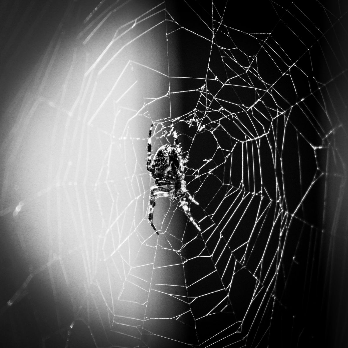 Dreams About Spiders What Do They Mean An Expert Reveals