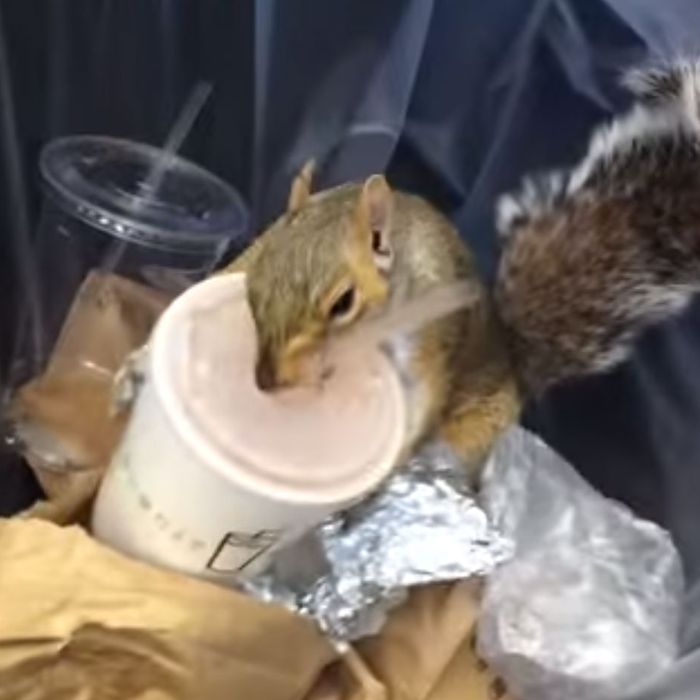 Milkshake Squirrel Knows Where To Find The Good Stuff 2386