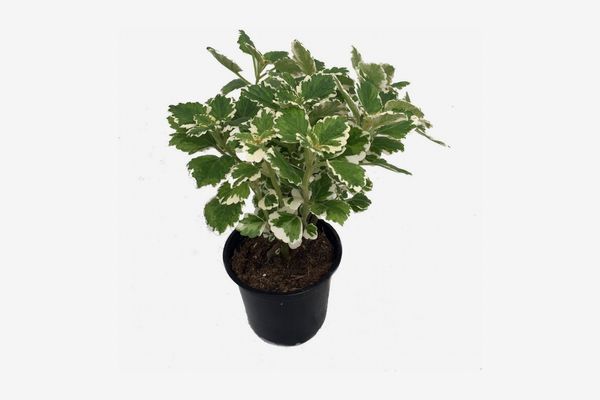 Variegated Swedish Ivy Plant