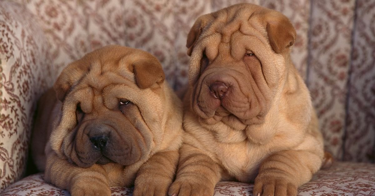 Best Wrinkle Reducing Cream Online, 60% OFF | www.hcb.cat