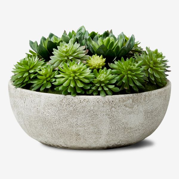 Williston Forge 7” Succulent Plant in Stone Pot