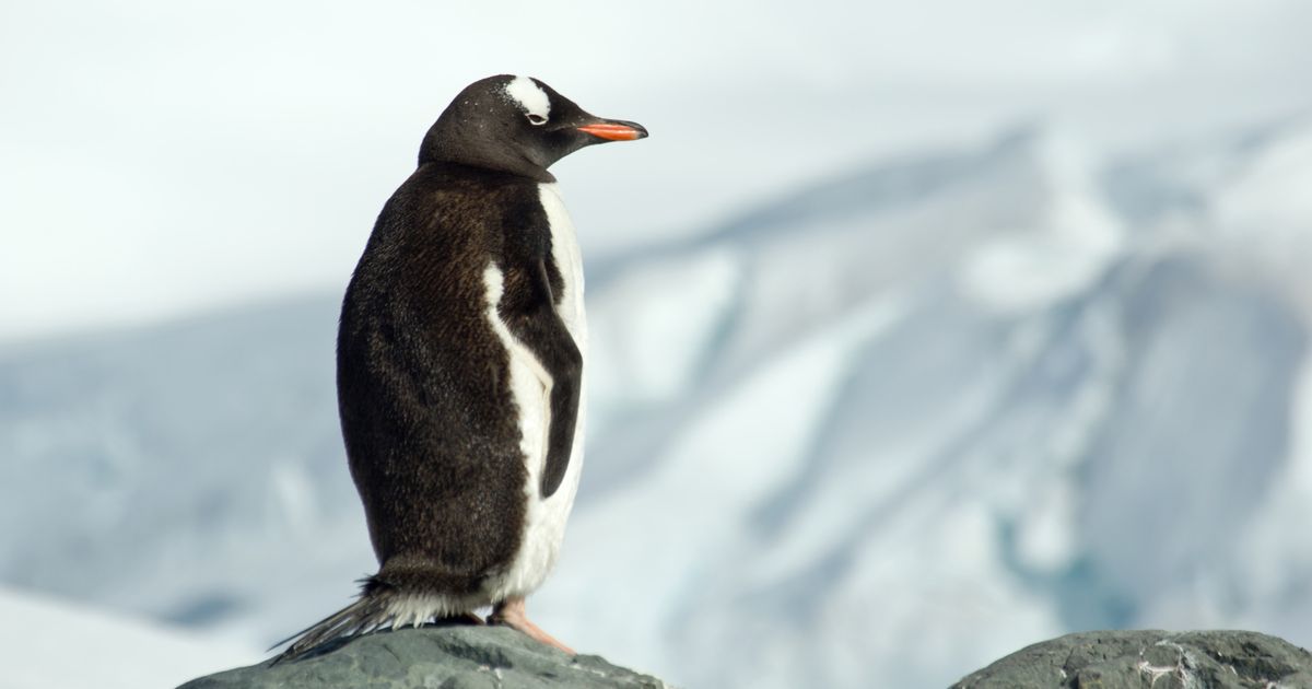 Ask Polly ‘I Can’t Stop Obsessing About Finding Love!’