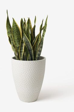 Rough Modern Brass Metal Indoor Planter Large + Reviews