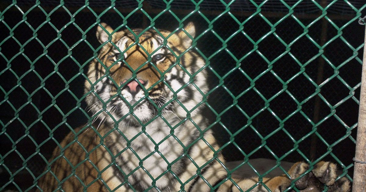 Ming, the Legendary NYC Apartment Tiger, Has Died