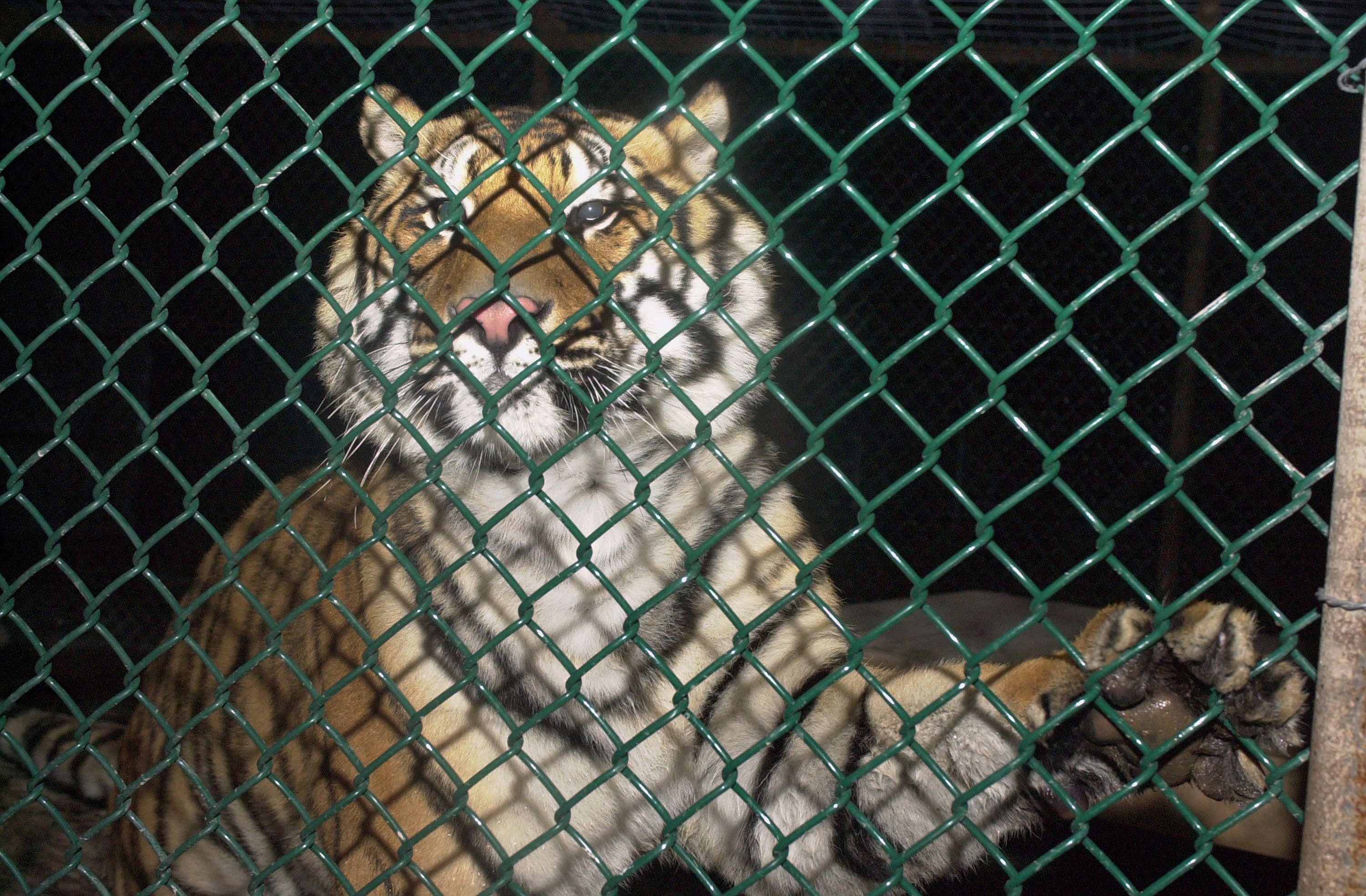 A Farewell to Ming, the Siberian-Bengal Tiger Who Spent Three