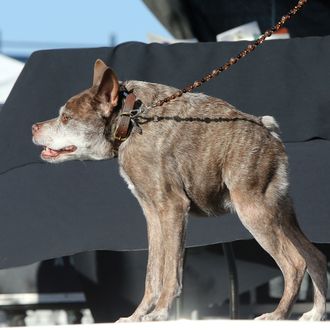 The World's Ugliest Dog competition in Petaluma, California.