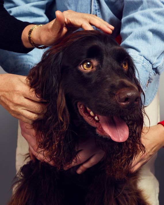 How They Found This Lost Dog in New York