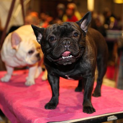 Slideshow: The Westminster Dog Show Was As Stylish As Ever - Slideshow ...