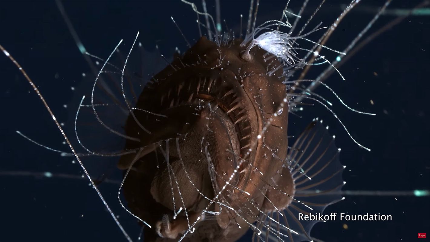 1420px x 799px - Deep-Sea Anglerfish Shown Mating for the First Time Video