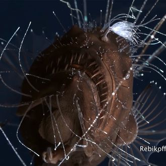 Deep-Sea Anglerfish Shown Mating for the First Time Video