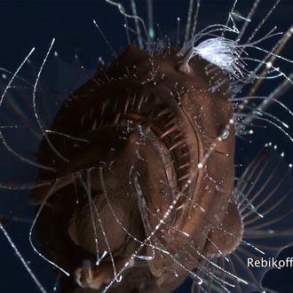 Xxx For Sea - Deep-Sea Anglerfish Shown Mating for the First Time Video