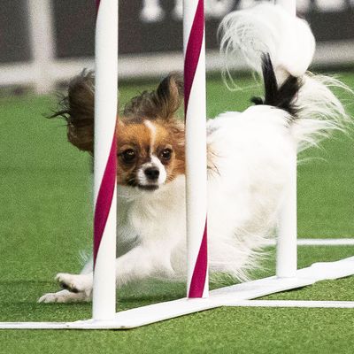 Chihuahua clearance agility competition