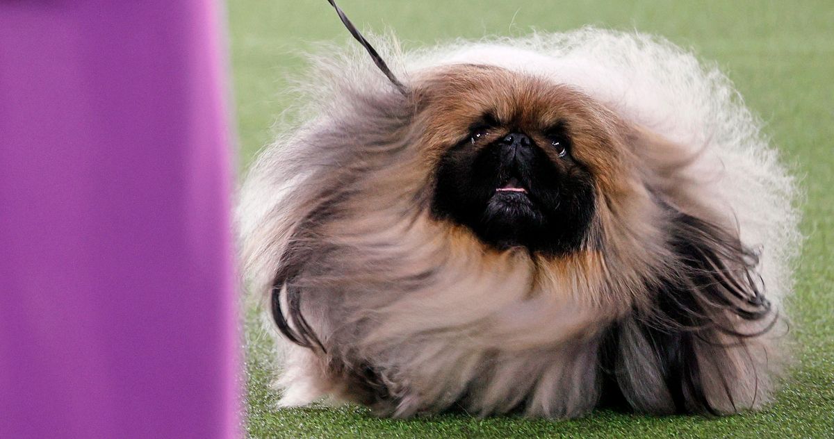 are pekingese good dogs