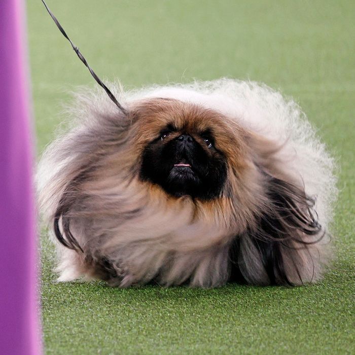 what does pekingese sound like