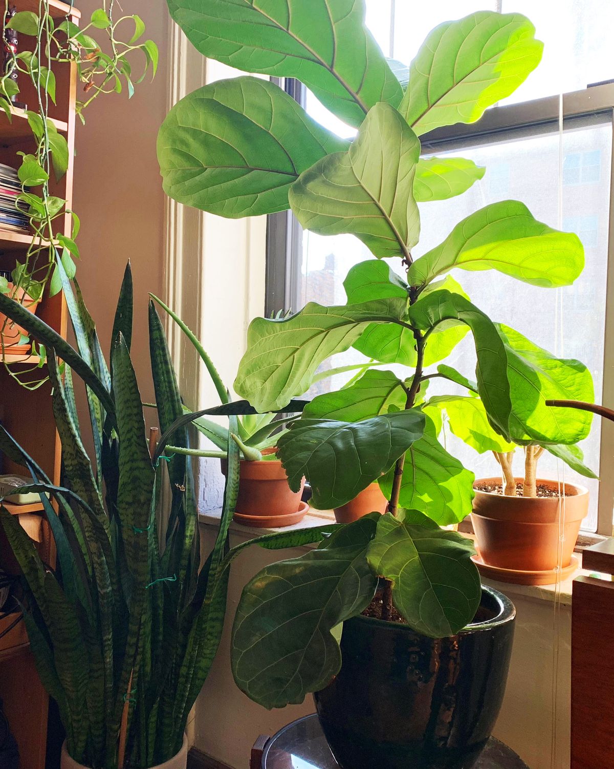 Amazon Plant Store Fiddle Leaf Fig Review 20   The Strategist