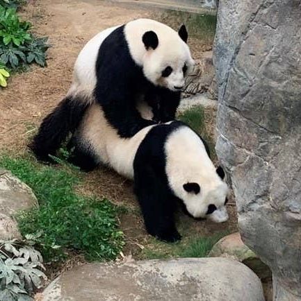 Pandas At An Empty Zoo Mated For The First Time In 10 Years