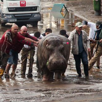 People help an escaped hippopotamus in Tbilisi, Georgia.