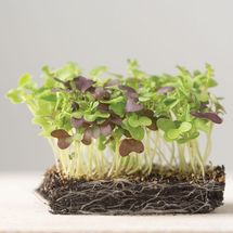 Spicy Micro Mix Organic Microgreen Seed