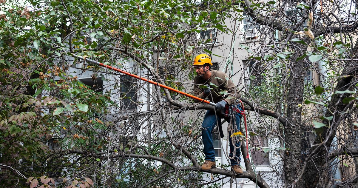 NYC Quietly Suspended Tree Pruning in Brooklyn and Queens