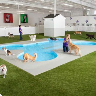 Dogs Will Get to Swim in a Fancy Bone-Shaped Pool While Waiting for Flights  at JFK Next Year