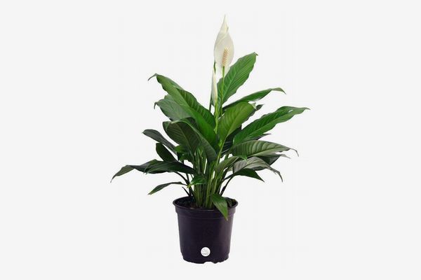 Costa Farms Peace Lily (Spathiphyllum) in Grower's Pot