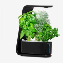 AeroGarden Sprout Indoor Garden