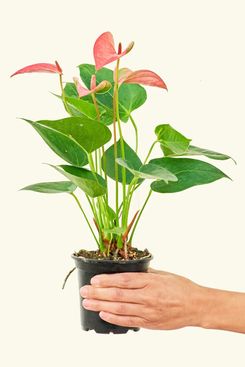 Rooted Anthurium ‘Pink Flamingo’