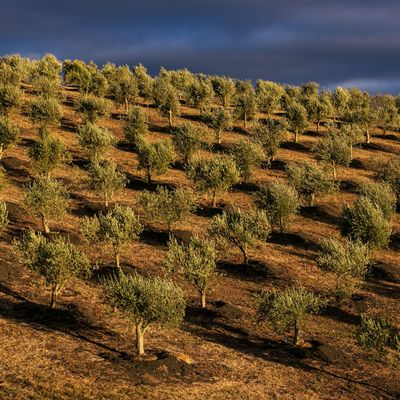 Ready to crank out that EVOO.