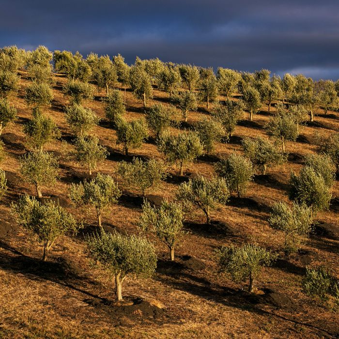 Ready to crank out that EVOO.