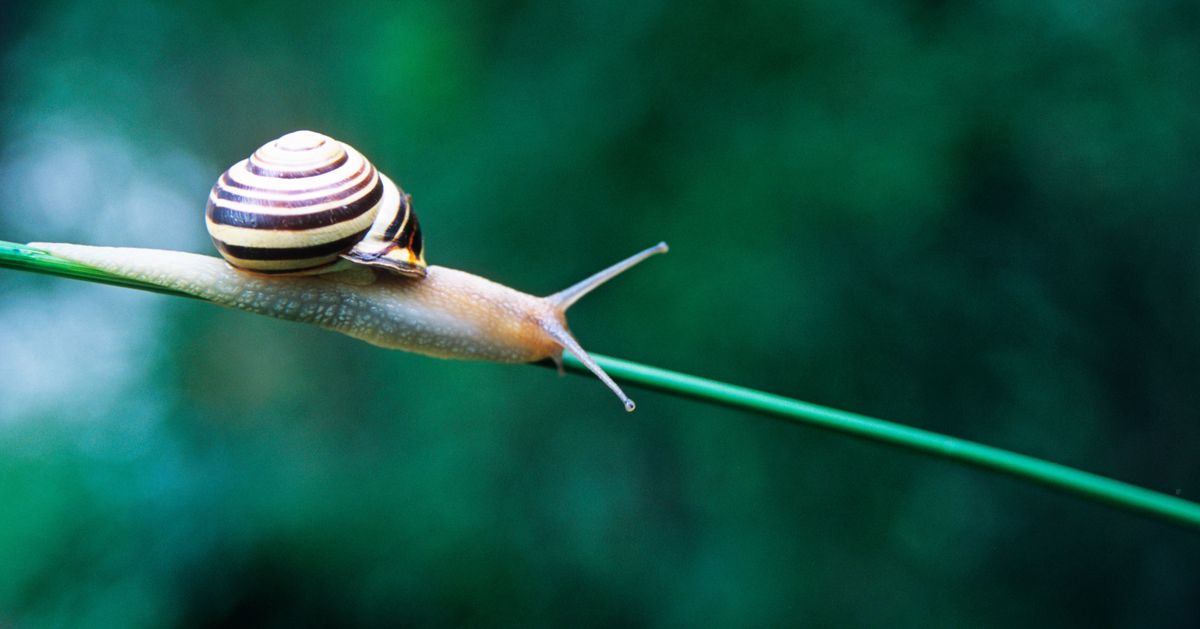 What is Snail Mucin? 