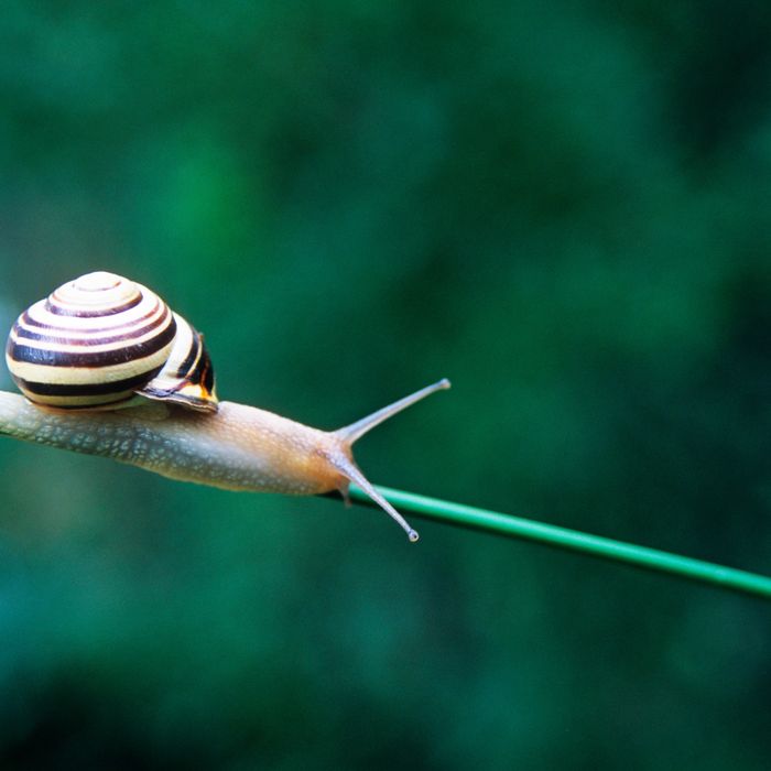 Snail Mucin Skin Benefits 18 The Strategist New York Magazine