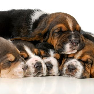 pile of puppies - litter of basset hound puppies - 3 weeks oldpile of puppies - litter of basset hound puppies - 3 weeks old