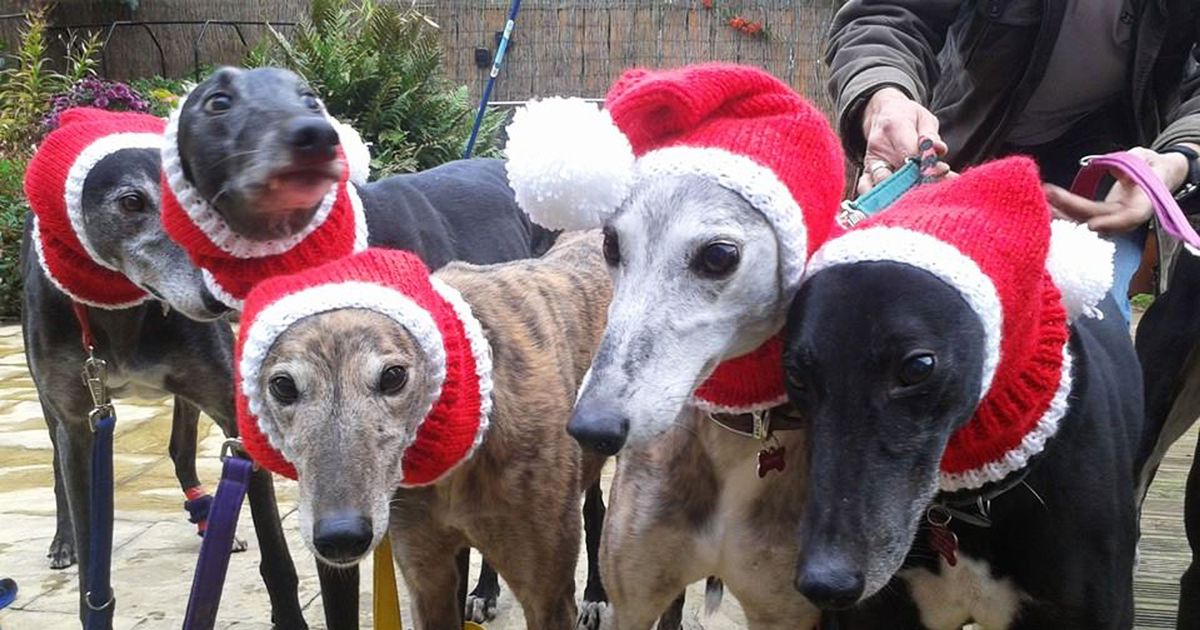 greyhounds in sweaters