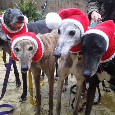 Greyhounds clothed by Jan Brown's KnittedWithLove.co.uk.