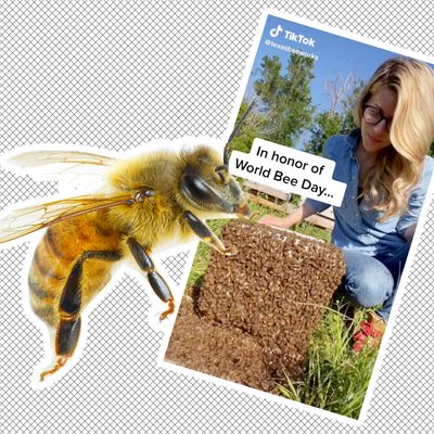 It's that time of year again… when the male bees get kicked out of the, Bees Videos