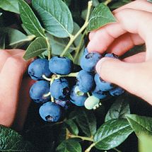 Dwarf Northblue Half-High Blueberry Plant